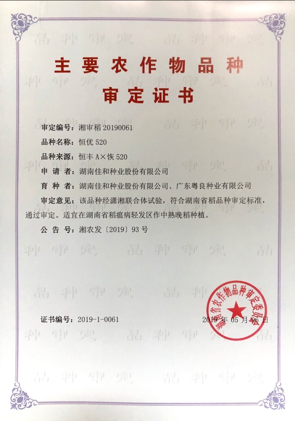 中熟晚稻——恒优520